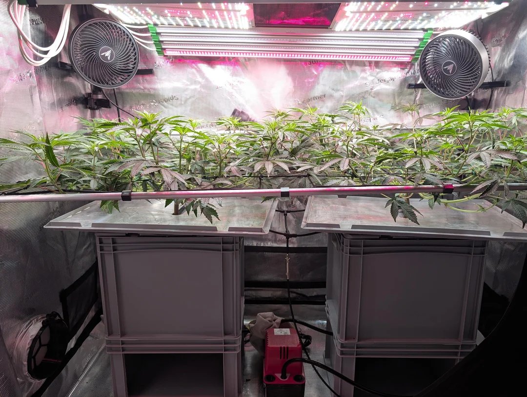 SCROG oder LST: Welches Training passt zu deinem Setup?