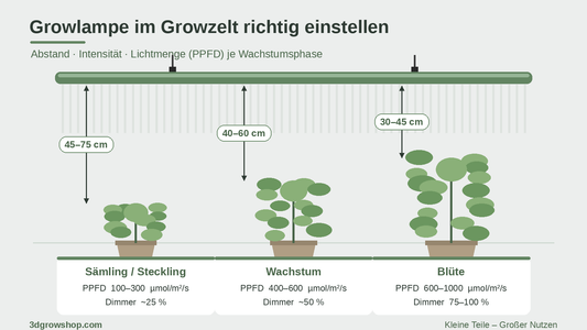 Info-Grafik: Growlampe im Growzelt – Abstand, PPFD und Dimmer für Sämling, Wachstum und Blüte